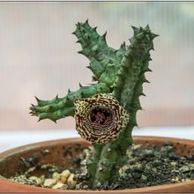 Una foto de Huernia volkartii  
