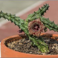 Una foto de Huernia volkartii  