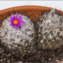 A photo of Turbinicarpus viereckii