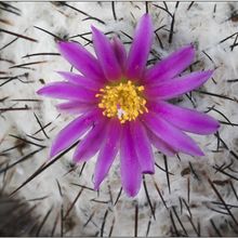 A photo of Turbinicarpus viereckii