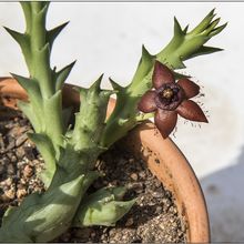 Una foto de Orbea orientalis