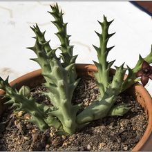 Una foto de Orbea orientalis