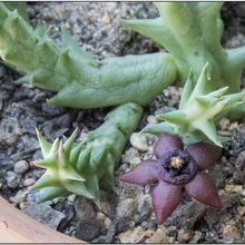 Una foto de Orbea orientalis
