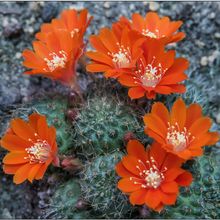 Una foto de Rebutia deminuta