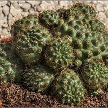 Una foto de Rebutia deminuta