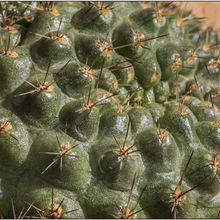 Una foto de Rebutia deminuta