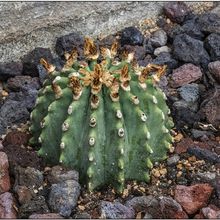 A photo of Ferocactus glaucescens fma. inermis