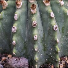 A photo of Ferocactus glaucescens fma. inermis