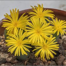 Una foto de Conophytum bilobum 