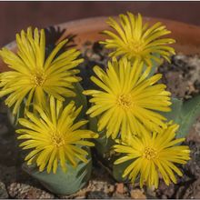 Una foto de Conophytum bilobum 