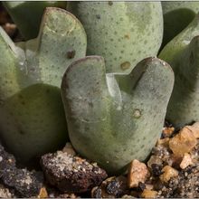 Una foto de Conophytum bilobum 