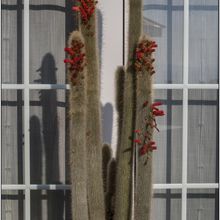 A photo of Cleistocactus hyalacanthus