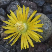 A photo of Lithops fulviceps var. fulviceps