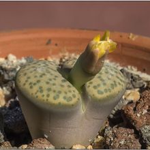 A photo of Lithops fulviceps var. fulviceps