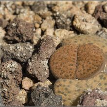 A photo of Lithops fulviceps var. fulviceps