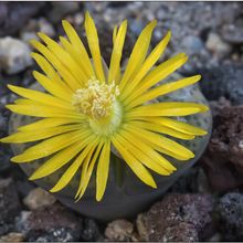 A photo of Lithops fulviceps var. fulviceps