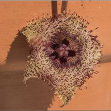 Una foto de Huernia hystrix subsp. parvula