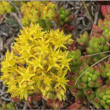 A photo of Sedum rubrotinctum
