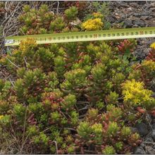 A photo of Sedum rubrotinctum