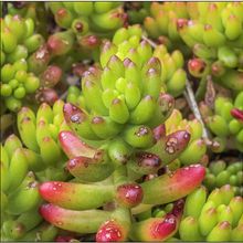 A photo of Sedum rubrotinctum