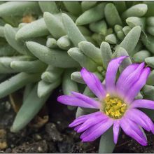 Una foto de Delosperma sphalmanthoides