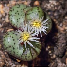A photo of Conophytum obcordellum