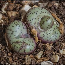 A photo of Conophytum obcordellum