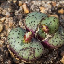 A photo of Conophytum obcordellum