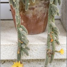 A photo of Echinopsis chamaecereus HIBRIDO