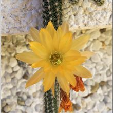 A photo of Echinopsis chamaecereus HIBRIDO