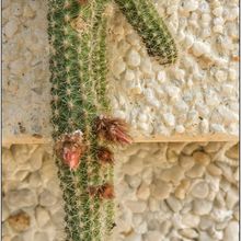 A photo of Echinopsis chamaecereus HIBRIDO