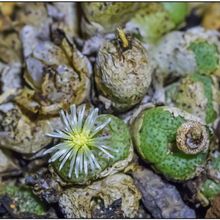 Photo of a cactus currently being identified