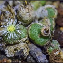 Photo of a cactus currently being identified