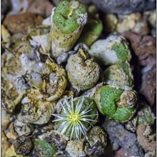 Photo of a cactus currently being identified