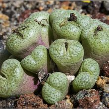 Photo of a cactus currently being identified
