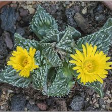 A photo of Faucaria felina ssp tuberculosa cv Super Warty