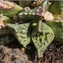 A photo of Faucaria felina ssp tuberculosa cv Super Warty