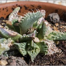 A photo of Faucaria felina ssp tuberculosa cv Super Warty