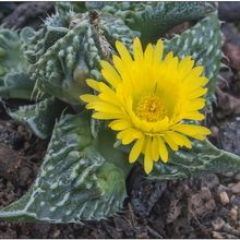 A photo of Faucaria felina ssp tuberculosa cv Super Warty