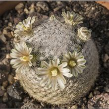 Una foto de Mammillaria lasiacantha