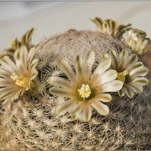 Una foto de Mammillaria lasiacantha