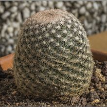 Una foto de Mammillaria lasiacantha