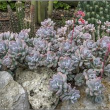 Una foto de Pachyphytum glutinicaule