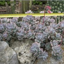 Una foto de Pachyphytum glutinicaule