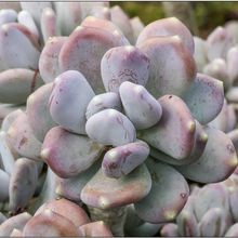 Una foto de Pachyphytum glutinicaule