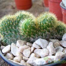 A photo of Cleistocactus winteri f. crestada