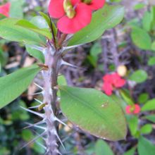 A photo of Euphorbia milii var. milii