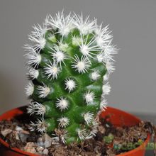 A photo of Mammillaria gracilis cv. Arizona Snowcap