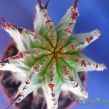 Una foto de Euphorbia horrida