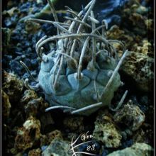 A photo of Turbinicarpus schmiedickeanus subsp. klinkerianus
